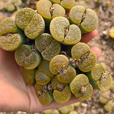 【闪购商品】25650