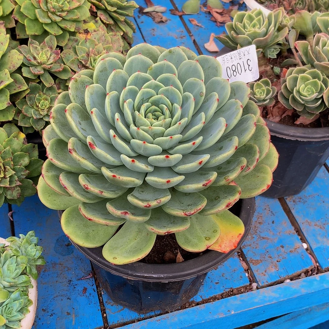 宝***贝     十里桃花多肉31080