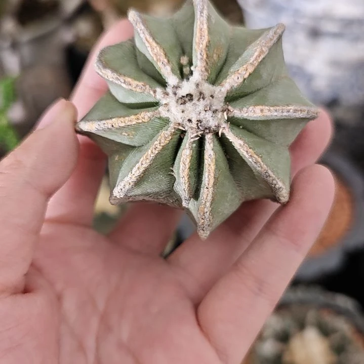 一物一拍，老家输入养定辛顿花龙！