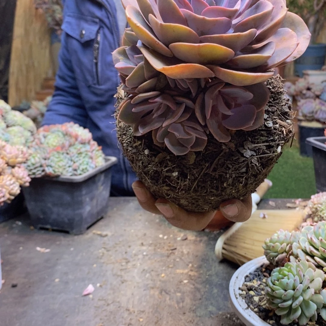 秀***！102尘埃玫瑰多肉植物