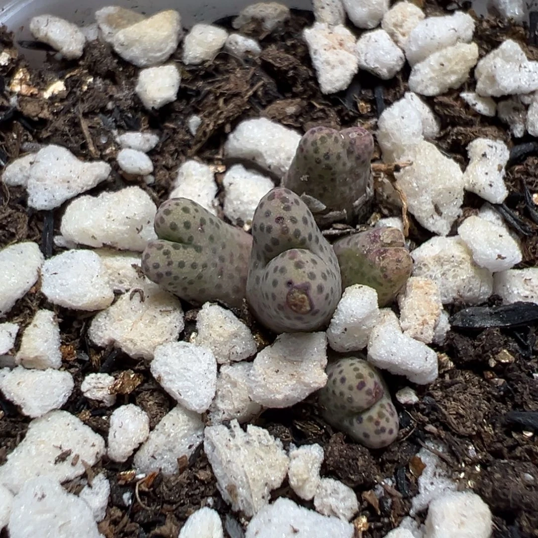 【闪购商品】058……