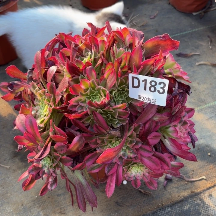 瑞妈多肉植物183