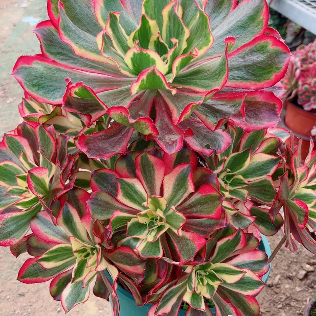 521魅影手捧花多肉植物