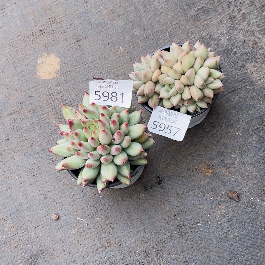 9号行****莓我们的确是一个5957