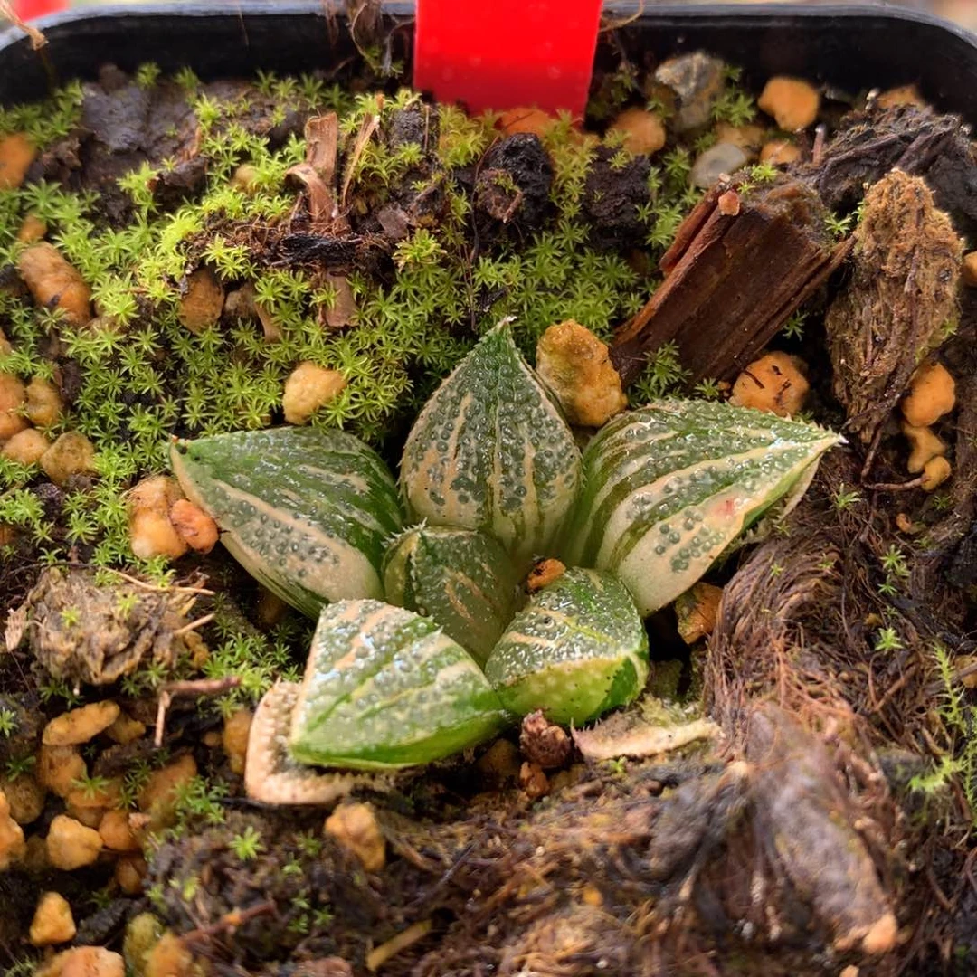 五彩黑碟龙寿锦,