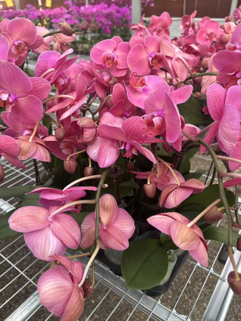 金砖3.0蝴蝶兰鲜花盆栽
