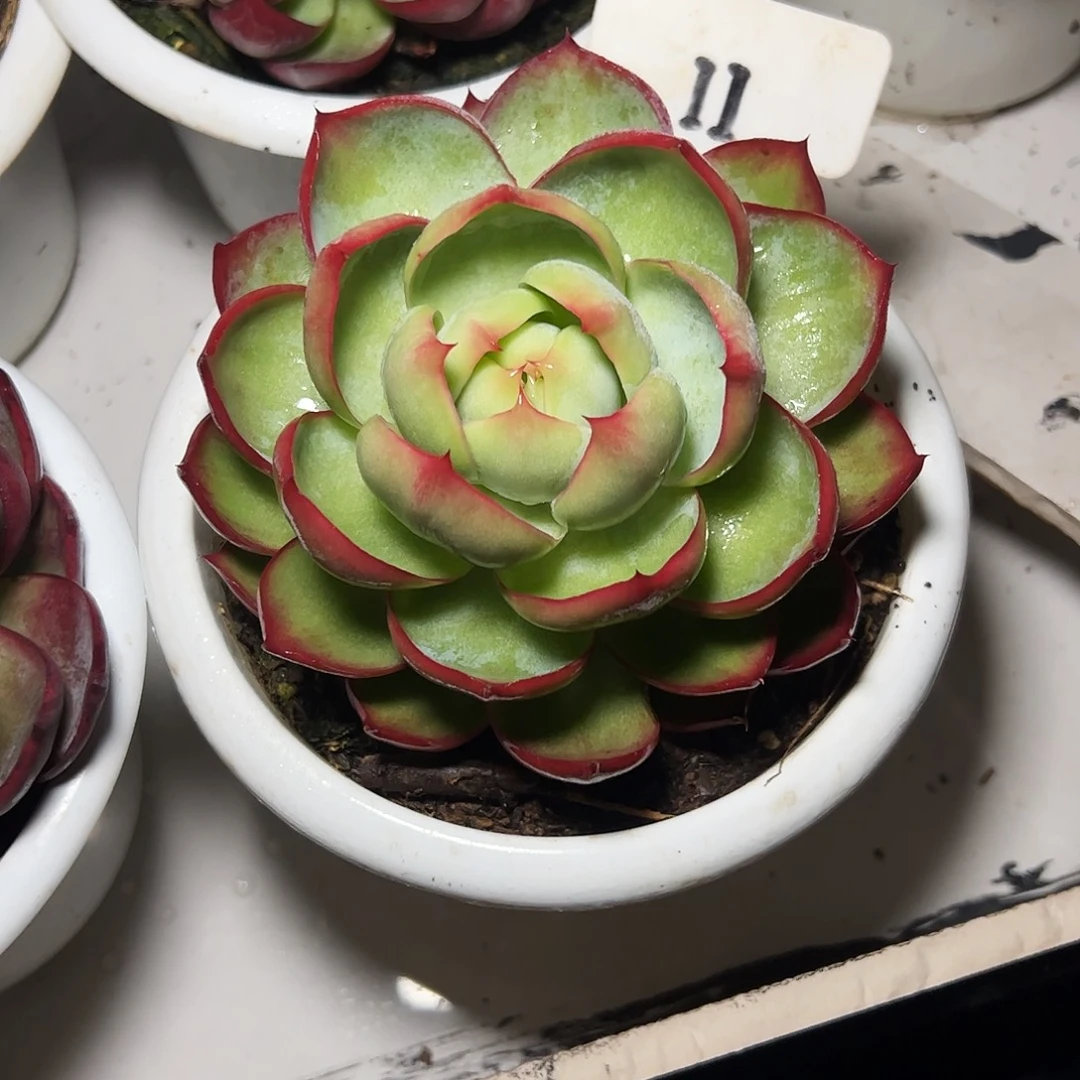 女***氓惊鸿仙子一物一拍11号