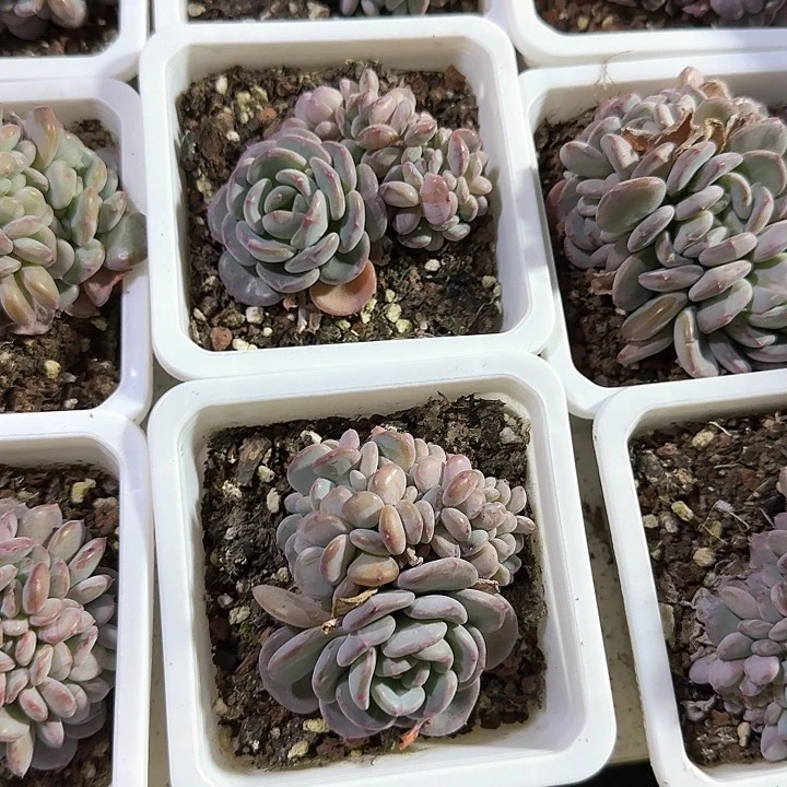 品*青蛙王子儿童111