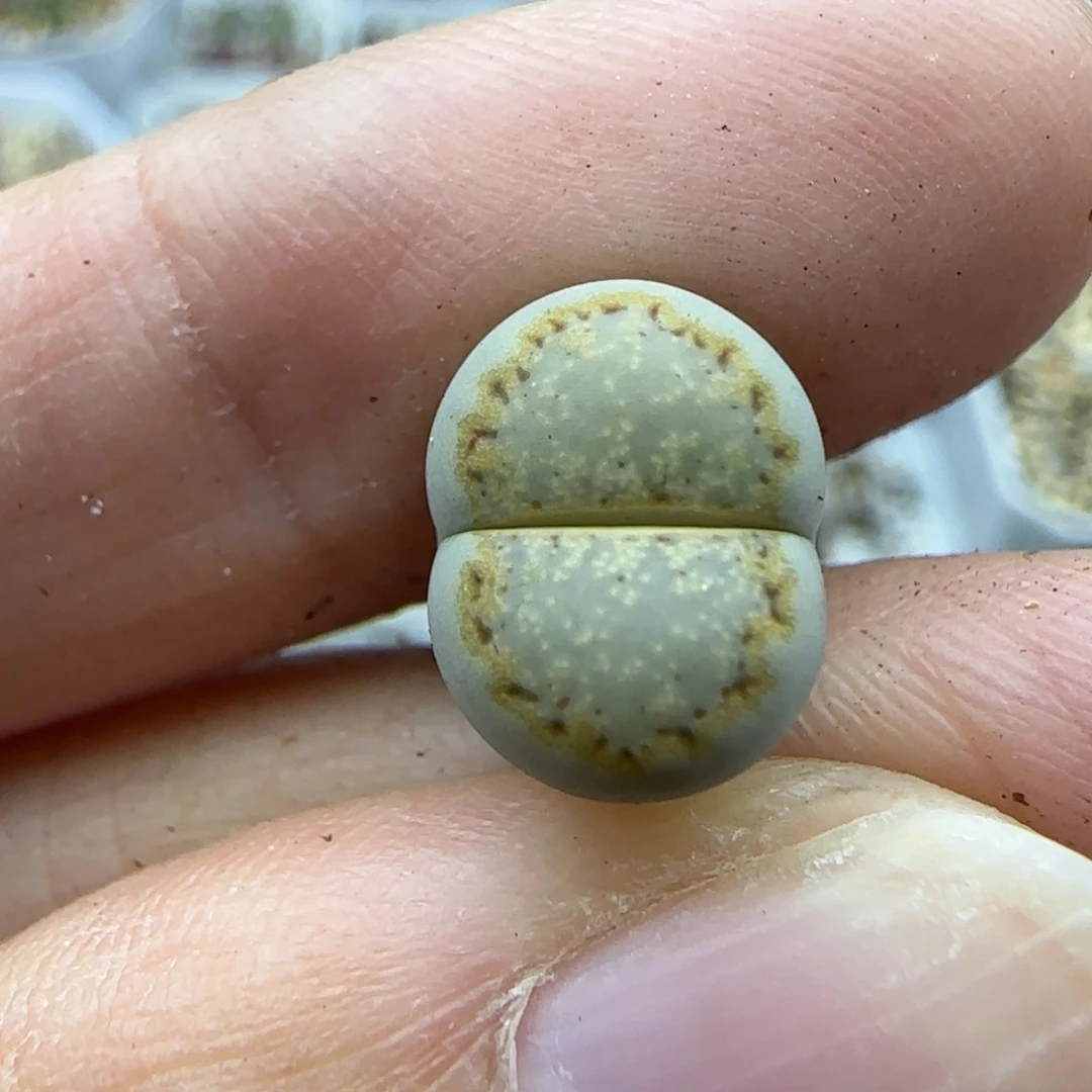 630金圈饼干清框福利30包邮