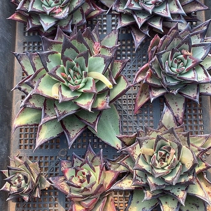 2101—直播福利7个进口名乌