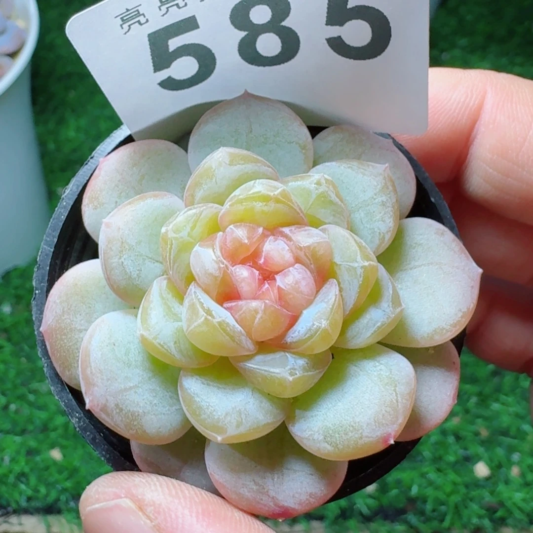 孤品糖心            精美多肉植物