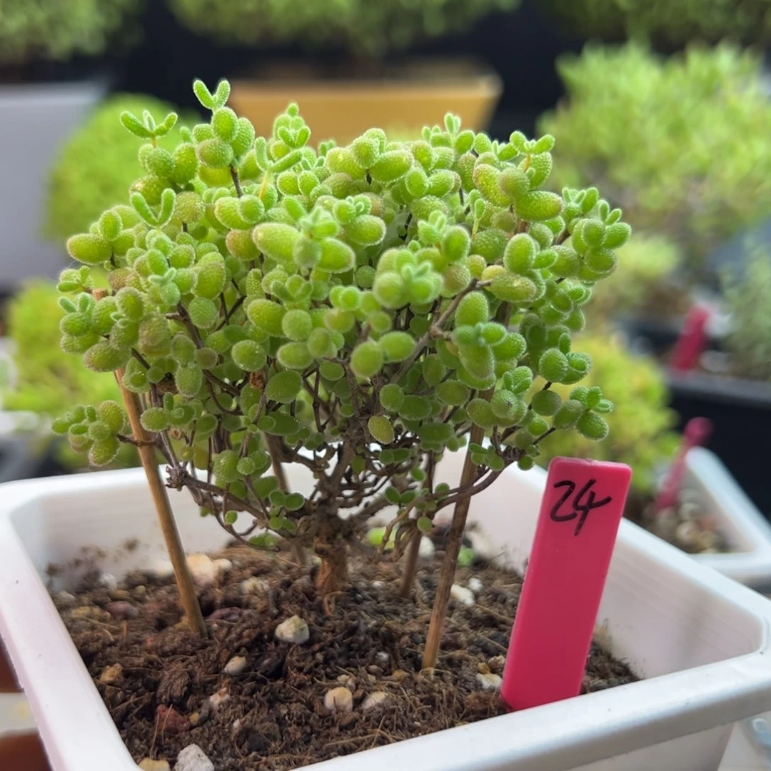 蜜橘糖球24号10cm盆