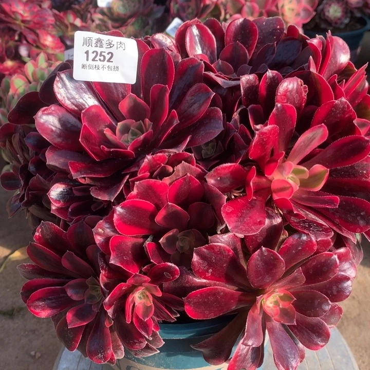 1252蒙娜丽莎多肉植物