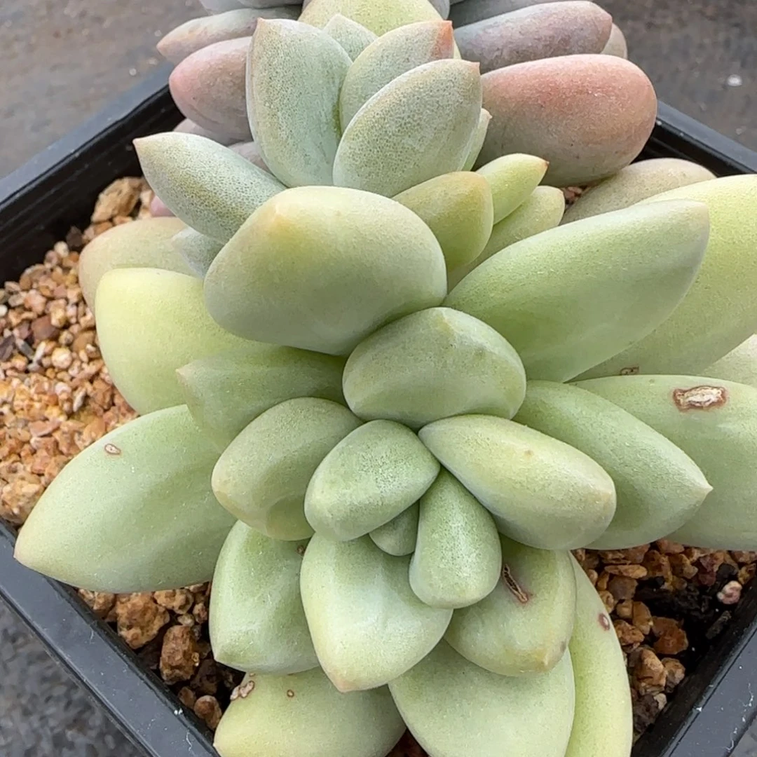 香水石化老桩异色多肉