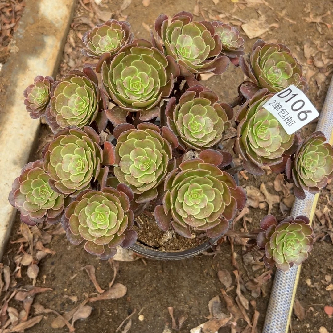 106多肉   萝莉不包断头