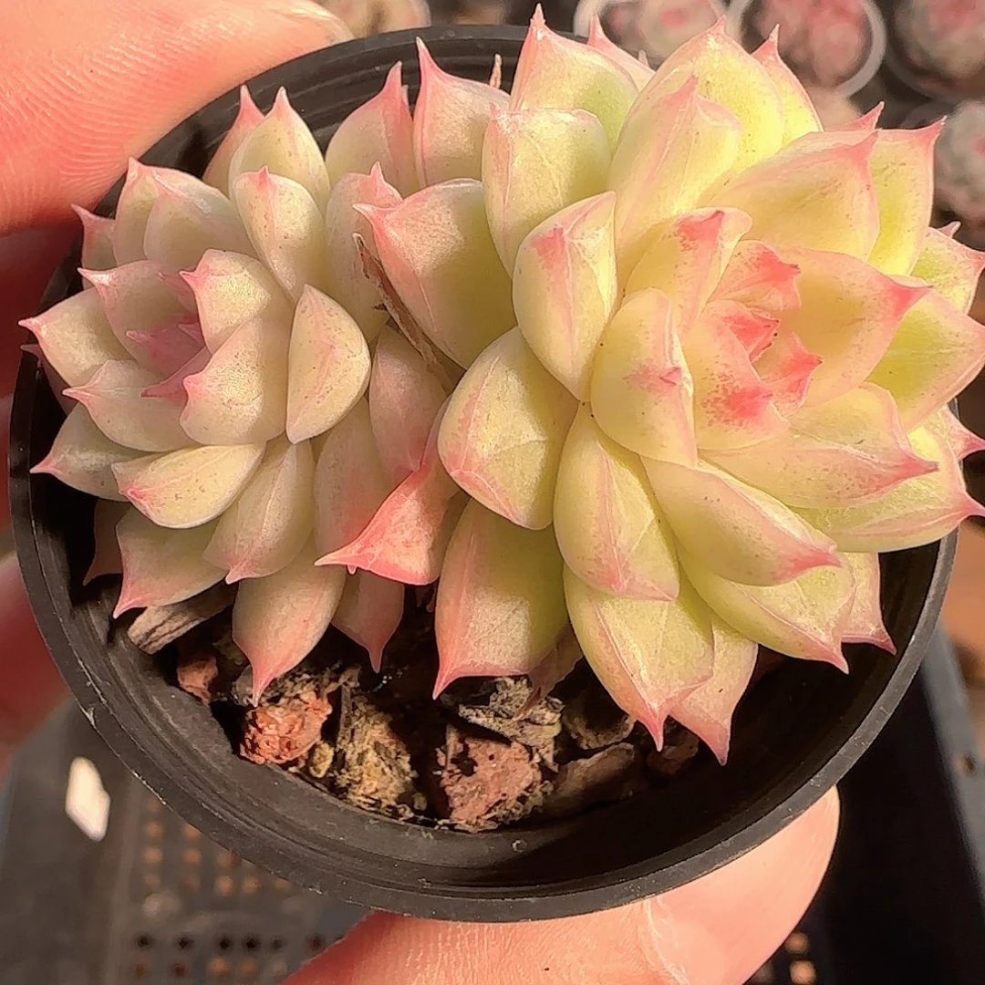 多肉1130-105女王玫瑰