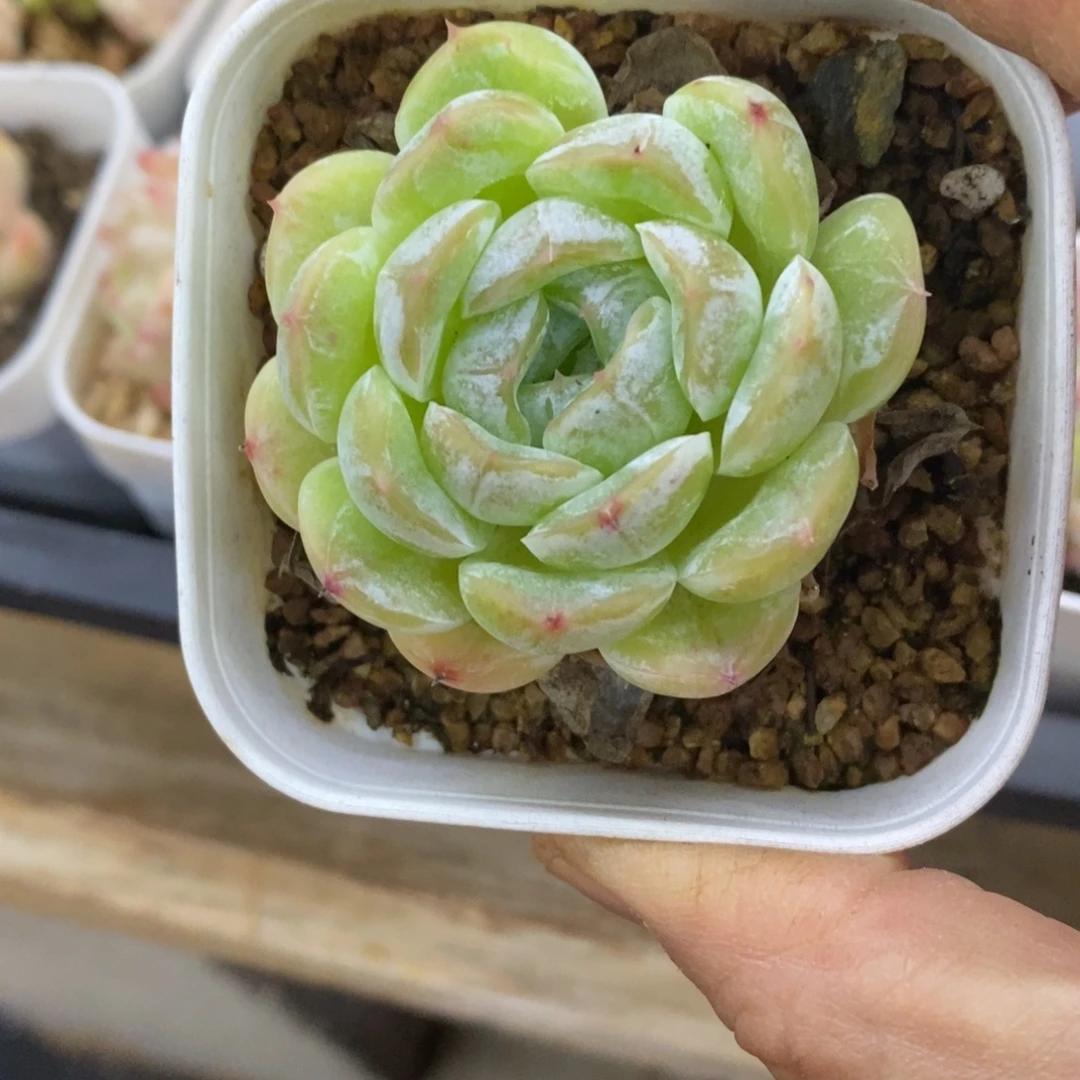精品多肉一物一拍不包整348