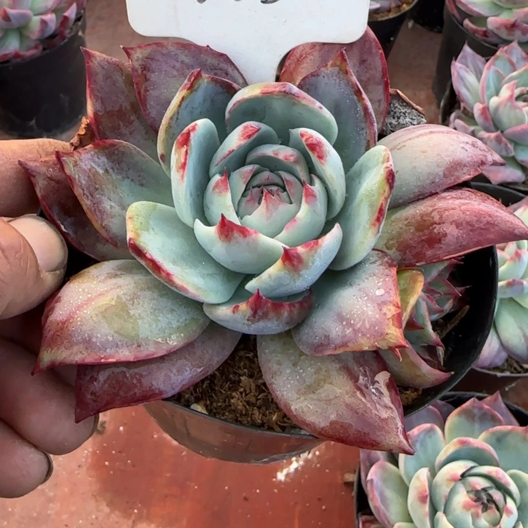 惊鸿一物一拍包装收缩花旱265