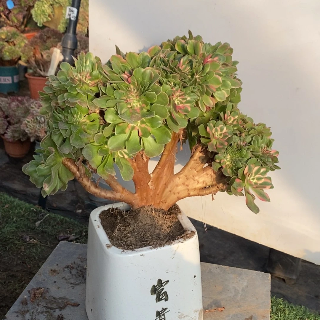 香妃缀化1颗多肉1567号多肉