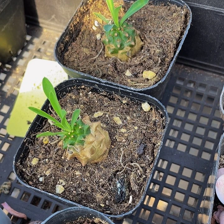 小菠萝2.8带盆土发