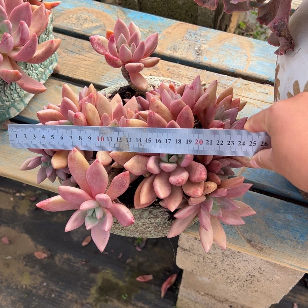 露养老桩桃花源加盆加物流费
