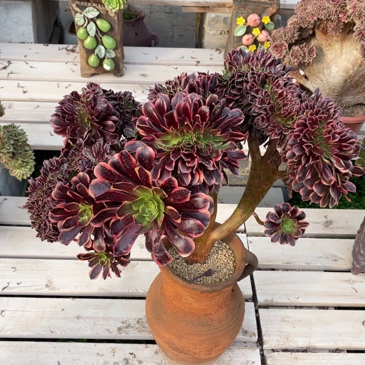 法师老桩缀化欧嘉莉