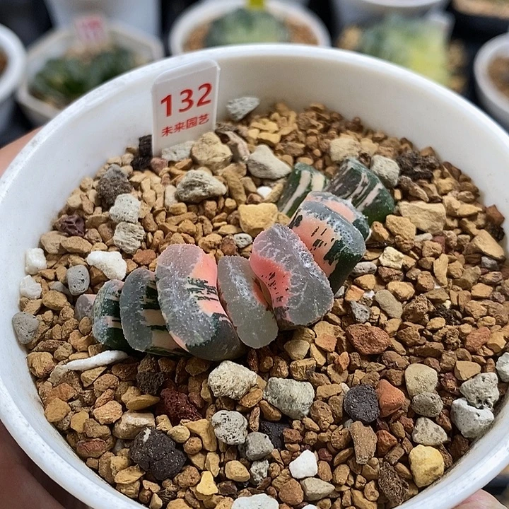 132浮澡玉扇锦一物一拍