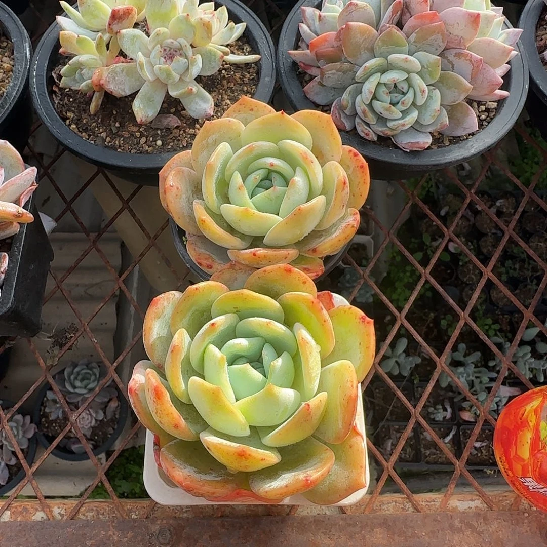 凤橙两颗老桩特价包邮