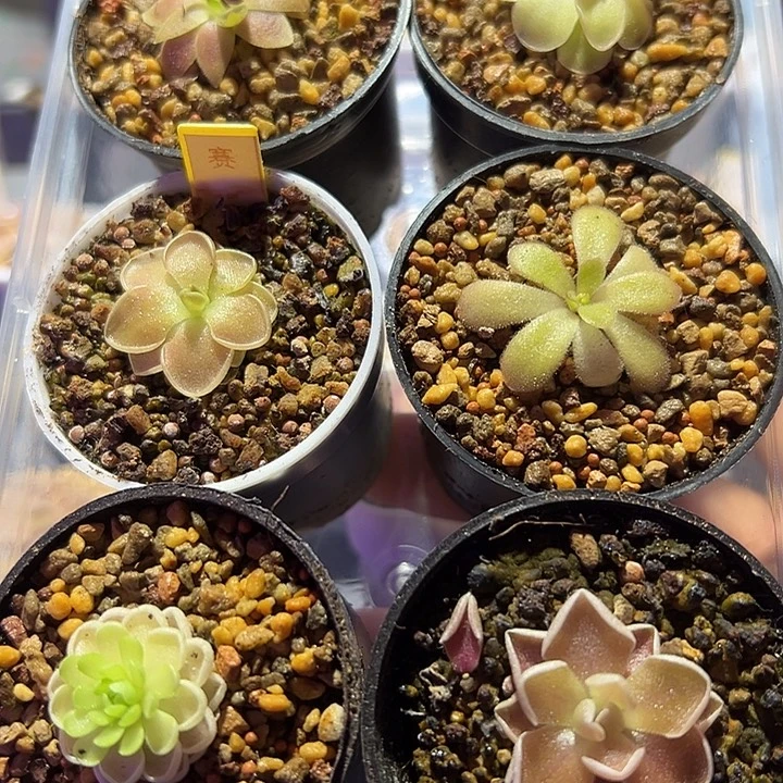 无花朵捕虫堇脱土发6颗特价88149