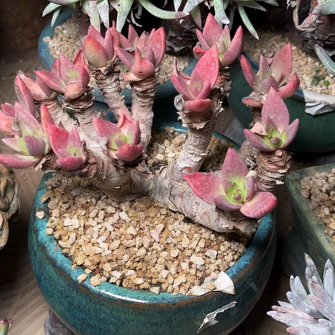 8283怕么瑞仙女杯多肉