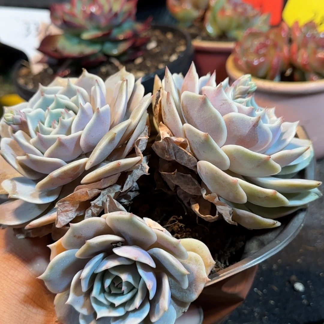 露娜脸一物一拍包装收缩花旱