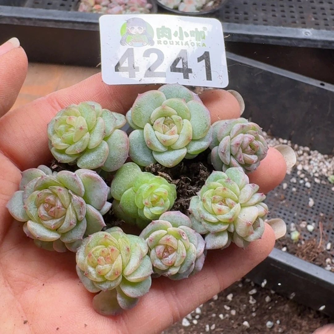 多肉植物多肉植物