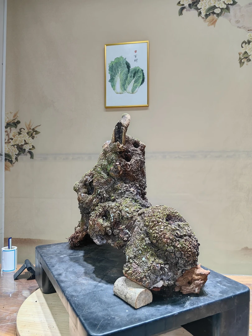 云南红芽清香木、小石积一物一拍