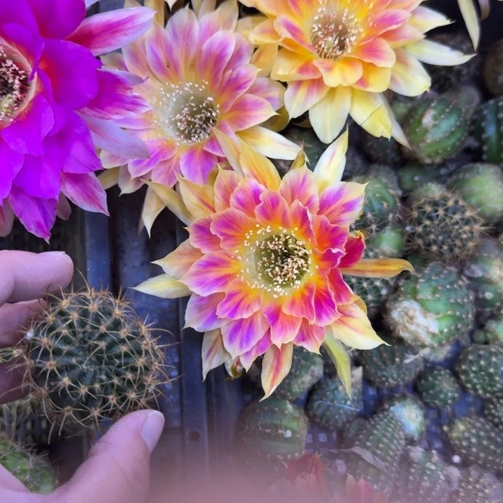 216丽花阳41歪无根侧牙4公分左右