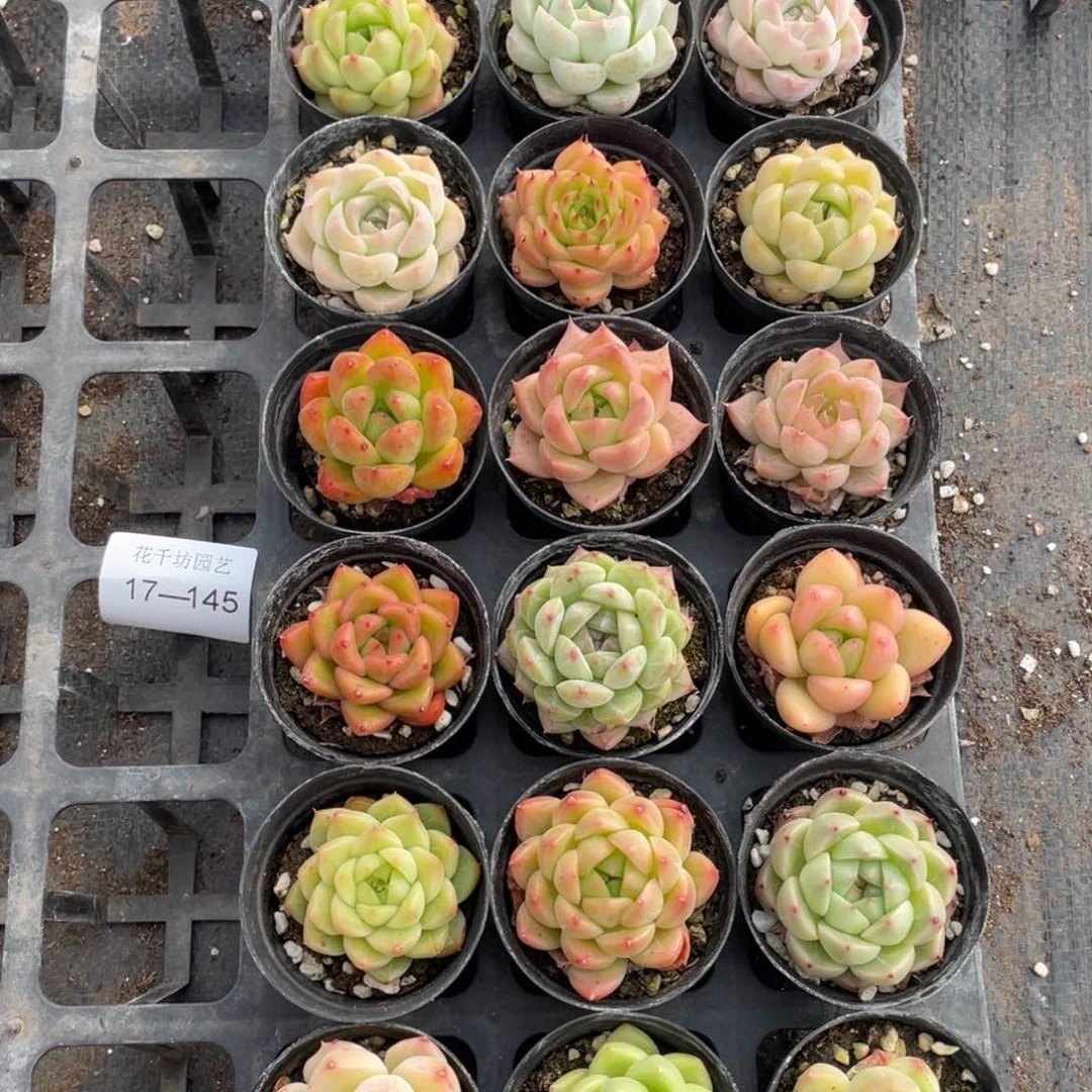 一物一拍18颗17-145