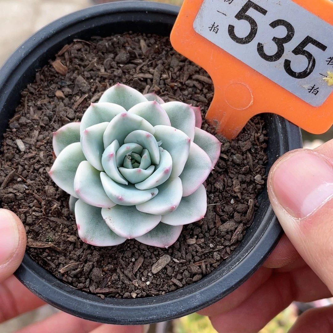 【闪购商品】535号