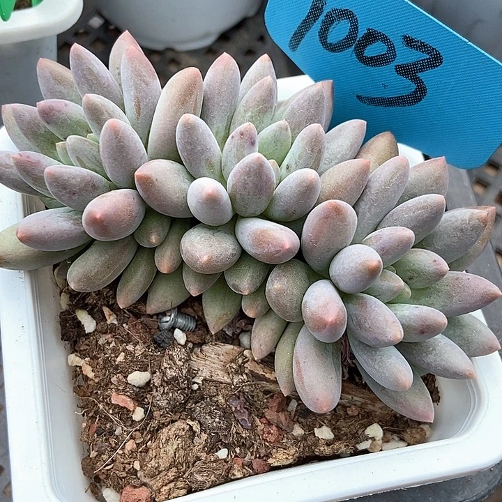 多肉植物车厘子1003多肉