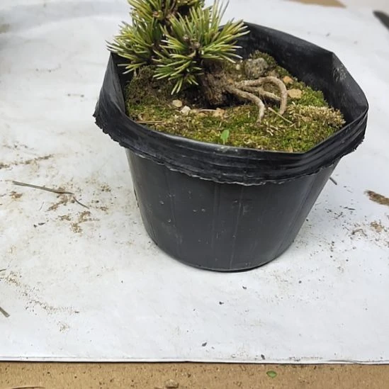 红陶精品矮霸老桩松树盆景