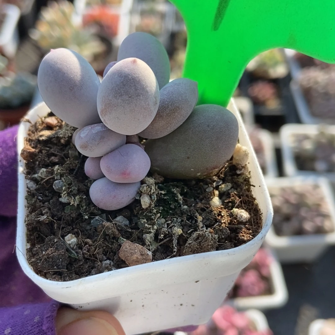 4米可奶多肉植物多肉