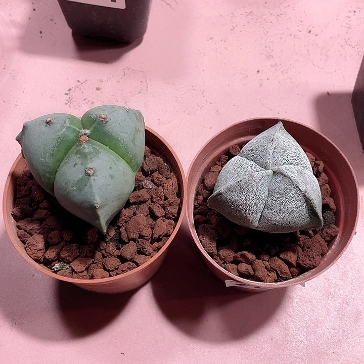 701实生三角栾凤2颗