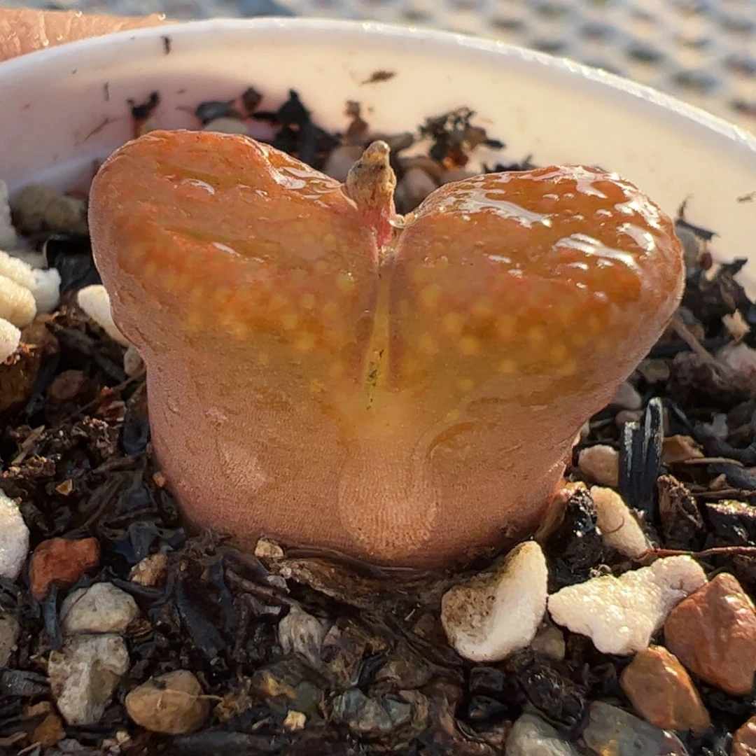 橘风铃母本多肉植物百科