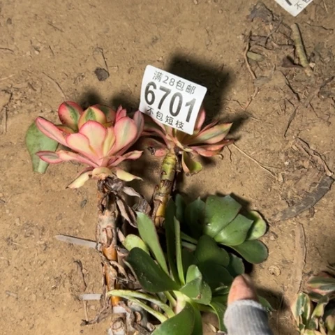 6701爱丽思组合多肉植物6701