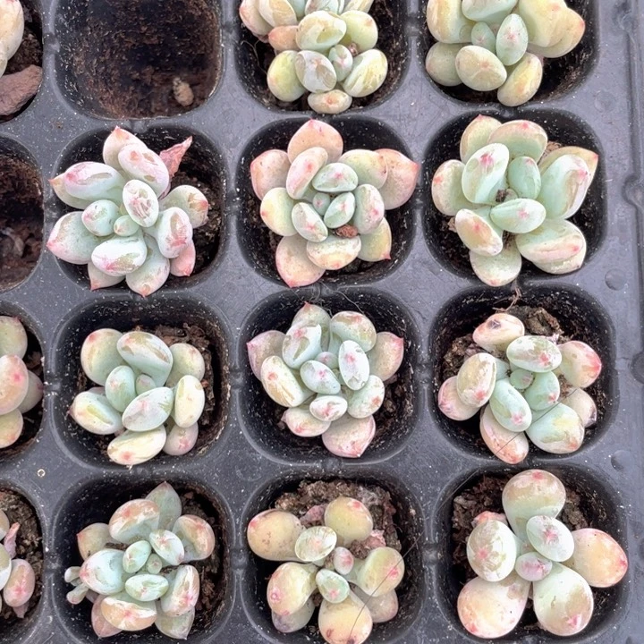 粉妖奶5元3颗随机发满18