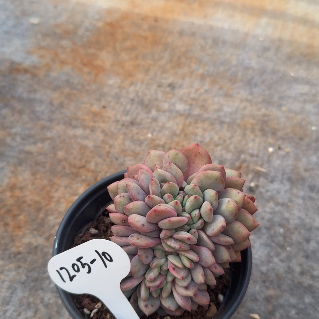 爱***肉1205-10爱丽儿缀化一颗