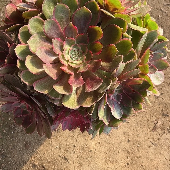 多肉植物莲花座锦…………