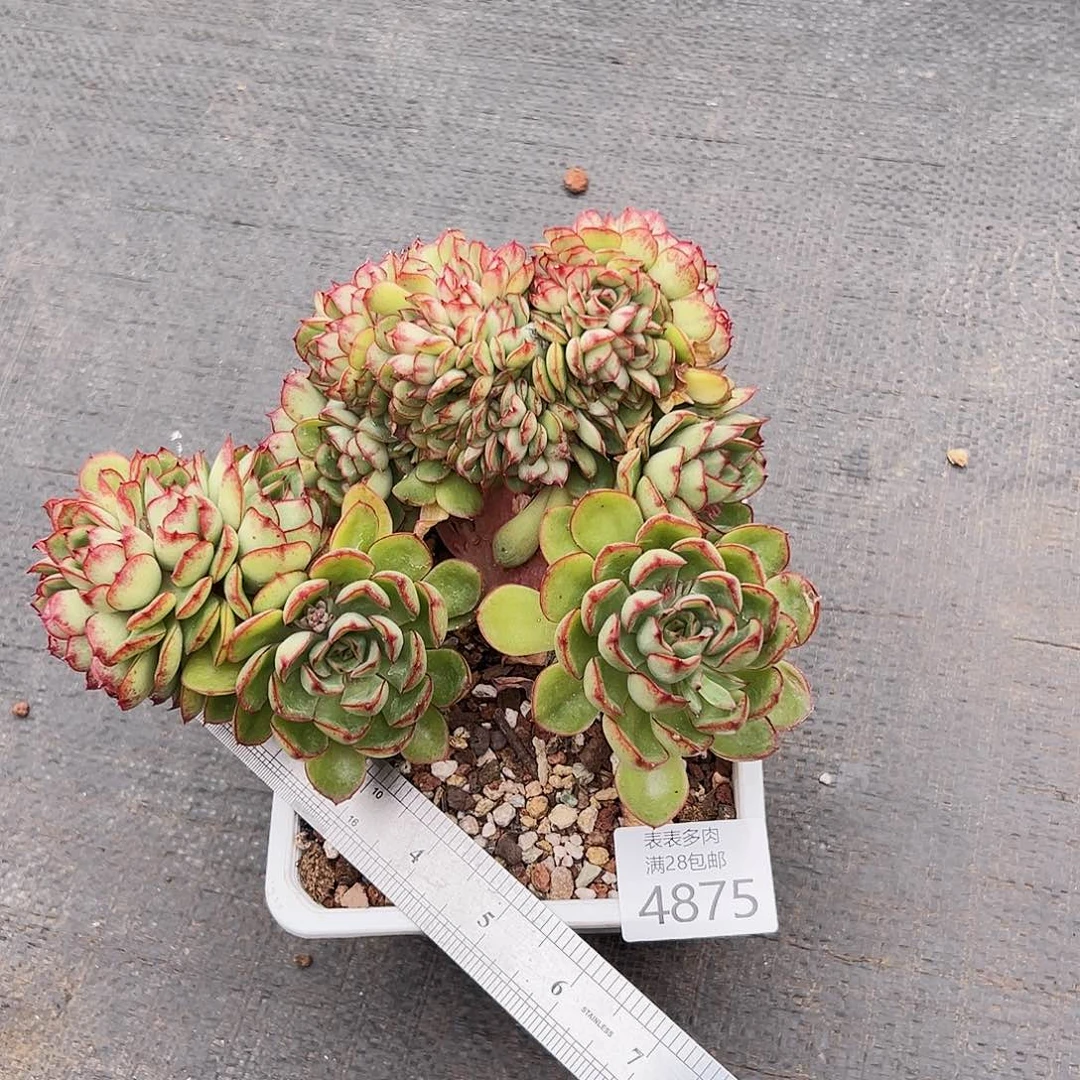 9号我们的确是一个4875