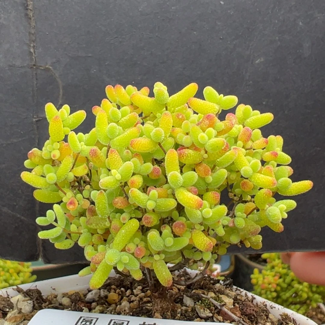 【闪购商品】dy6741小精控蜜橘糖球冠幅5cm