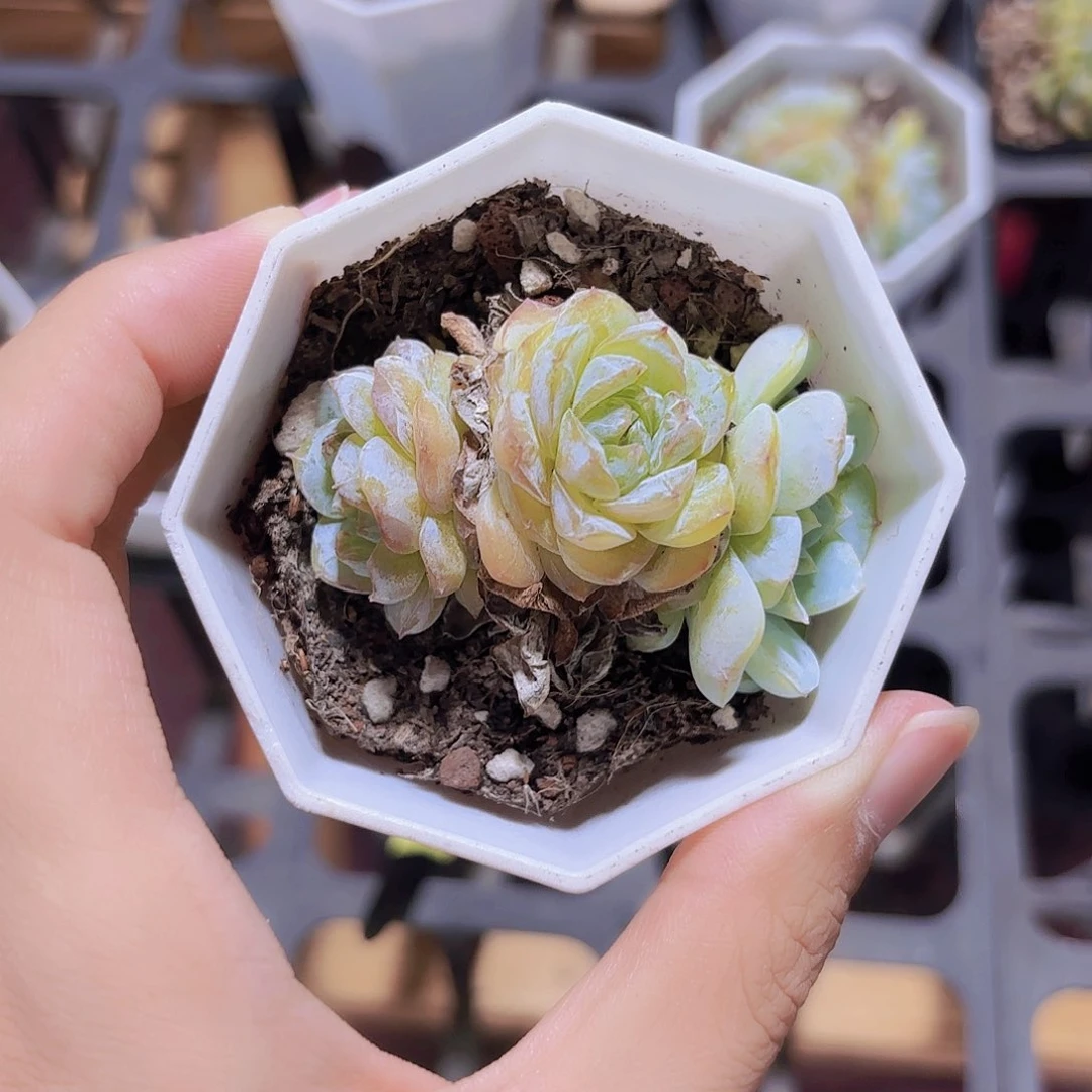 精品方糖多肉植物