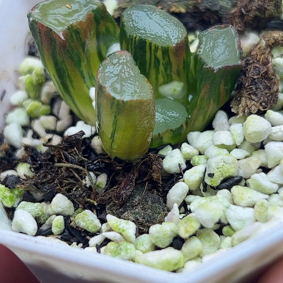 紫镜锦十二卷多肉植物