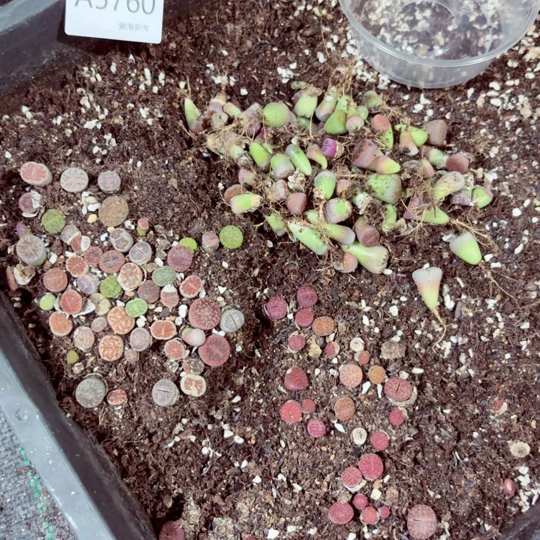 5760 生石花 生石花